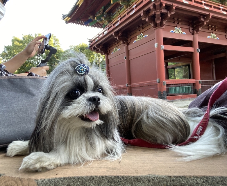 愛犬と行く東京都内の神社