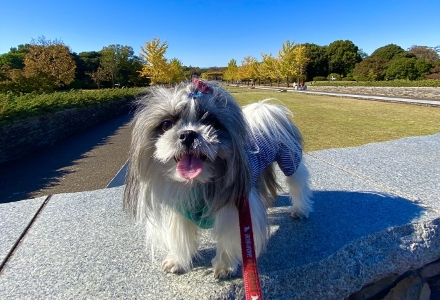 愛犬と行く国営昭和記念公園