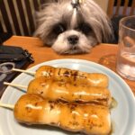 愛犬と行く千葉県香取市香取神宮