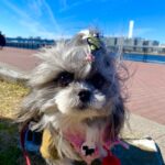 豊洲を愛犬と歩こう