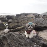 愛犬と行く三浦半島、城ヶ島編