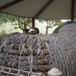 市内に残された沖縄の文化を垣間見る