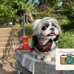 東京都練馬区＆板橋区＊城北中央公園／ドッグカフェChien a la mode＊