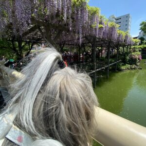 亀戸 藤まつり