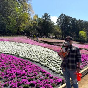 愛犬と行く秩父芝桜まつり
