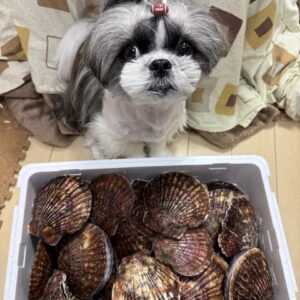 ホタテ・海鮮類