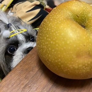 鎌ヶ谷の梨