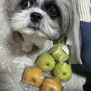 鎌ヶ谷の梨