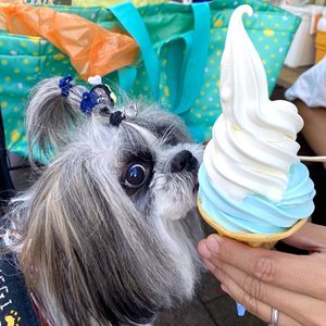 富士山ソフトクリーム