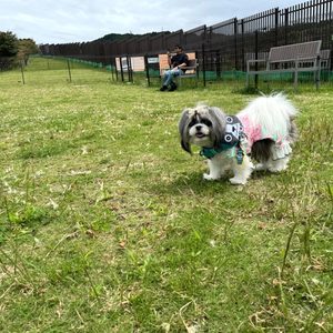 愛犬と行く静岡 三島スカイウォーク