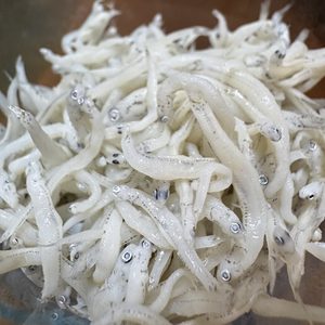 駿河湾のしらす