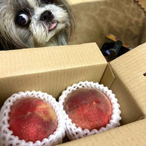 山梨の桃