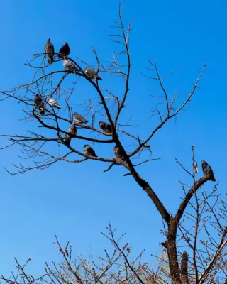 鳥シリーズその2
ハトの咲く木🪶

#鳩の木