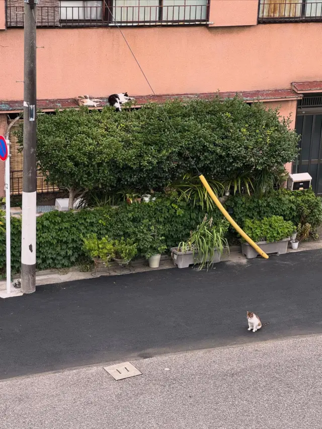 道で見かけたほのぼの光景🐈暑過ぎてにゃんこ達もだらけちゃう🦥
この度、旅情報&旅日記のHPをリニューアルしました。
https://sayon-distantjourney.com
旅情報に加え、愛犬ネギとのペット可情報も強化していきますので今後ともよろしくお願いします。
常時SSL化に加え多言語にも適応できるようになっております。
✈️プロフィール欄のURLからも飛べます。

久しぶりにアメブロの方も更新しました。
https://ameblo.jp/harcosmile-clover

#バックパッカー #一人旅 #旅情報 #旅日記 #backpacker #solotraveller #新しい旅に出る準備はいつだって出来ている